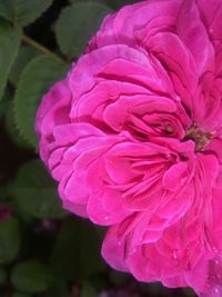 Close-up of pink flowers
