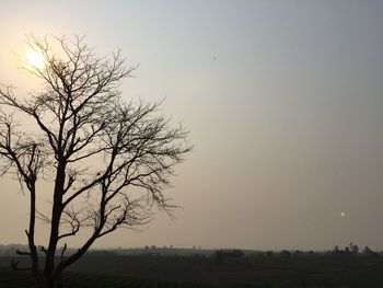 Bare tree against clear sky