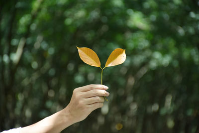 Hand holding yellow flower