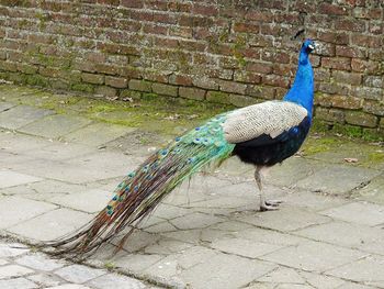 Peacock on shore