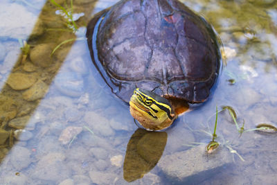 High angle view of turtle in water