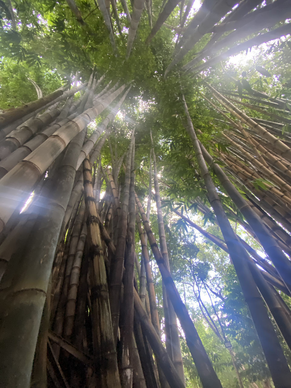 tree, plant, sunlight, low angle view, growth, nature, light, no people, forest, land, jungle, sunbeam, beauty in nature, outdoors, day, tropical climate, tree trunk, architecture, bamboo - plant, natural environment, trunk, green, leaf, tranquility, palm tree, lens flare