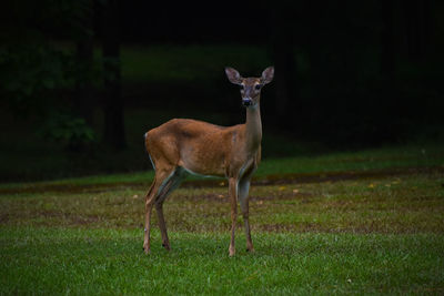 Deer standing on grassy field