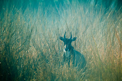 Portrait of an animal on landscape