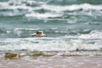 Seagull flying over sea