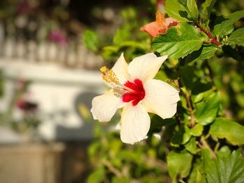 Close-up of red flower blooming outdoors