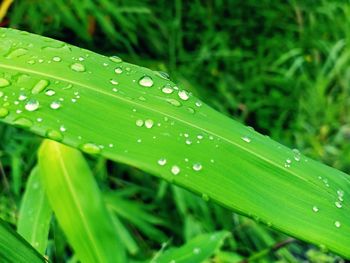 Close-up of water drops on blade of grass