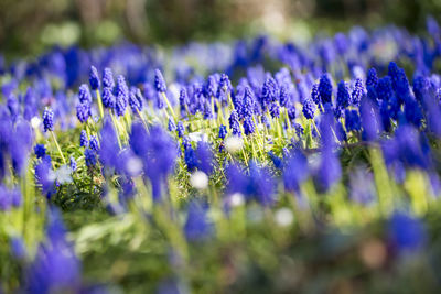 Close-up of purple crocus flowers on field