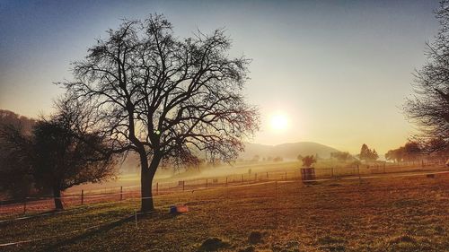 Bare trees on field against sky during sunset