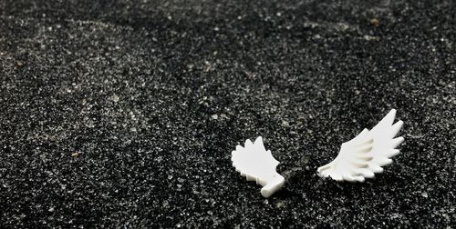 Close-up of white flowers