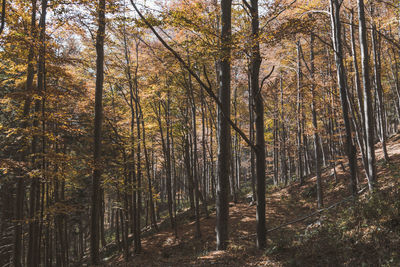 Trees in forest during autumn