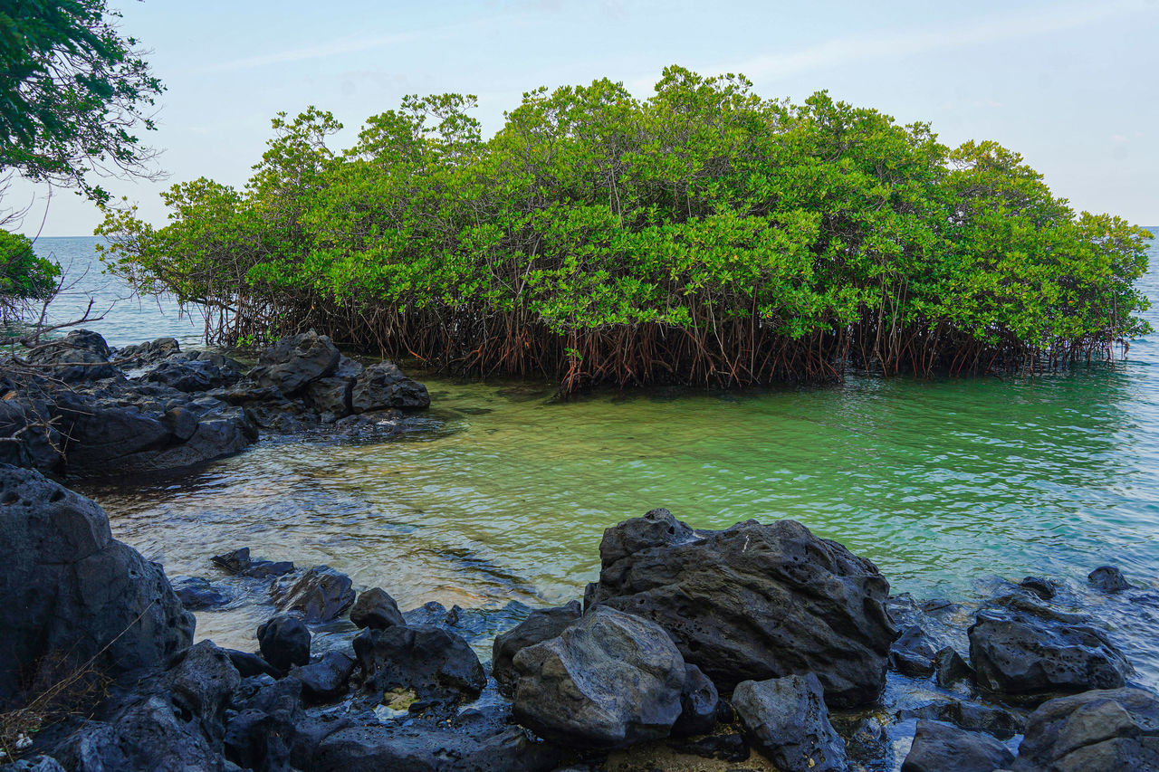 SCENIC VIEW OF RIVER FLOWING THROUGH ROCKS IN FOREST