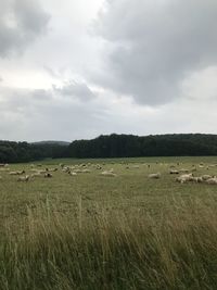 Scenic view of field against sky