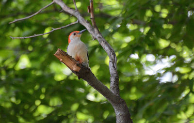 Low angle view of bird perching on tree