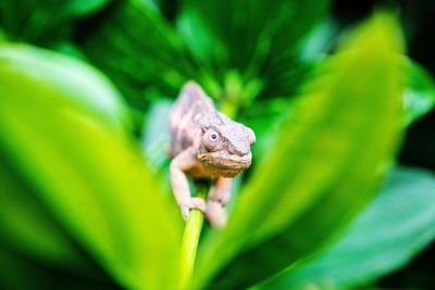 Close-up of lizard on plant