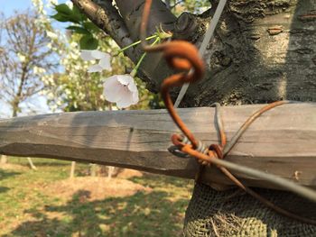 tree