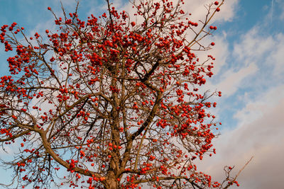 Low angle view of flower tree against sky