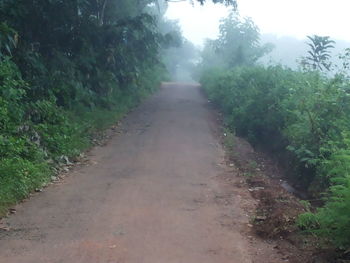 Footpath amidst trees