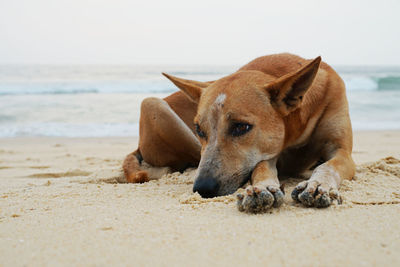 Dog relaxing on beach