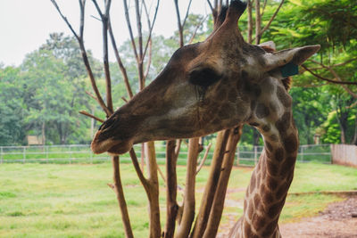 Close-up of giraffe on field