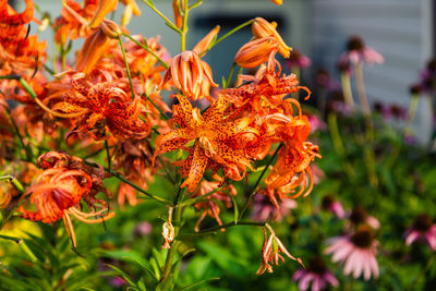 A large cluster of double tiger lily blossoms