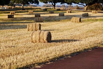 Hay bales in wheat field