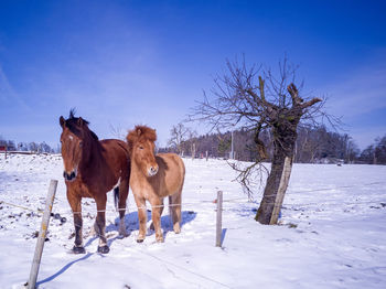 Horses on snow covered field