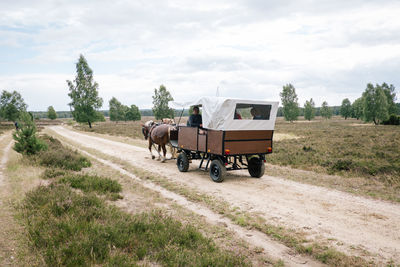 View of horse cart on road