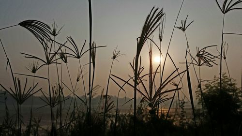 Silhouette plants against sky at dusk