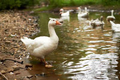 Gosling entering the river to join their family