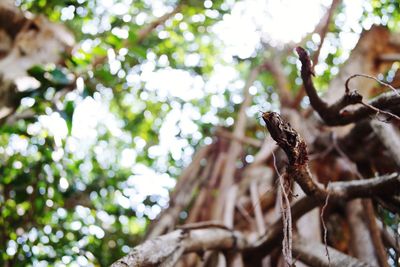 Low angle view of plant growing on tree in forest