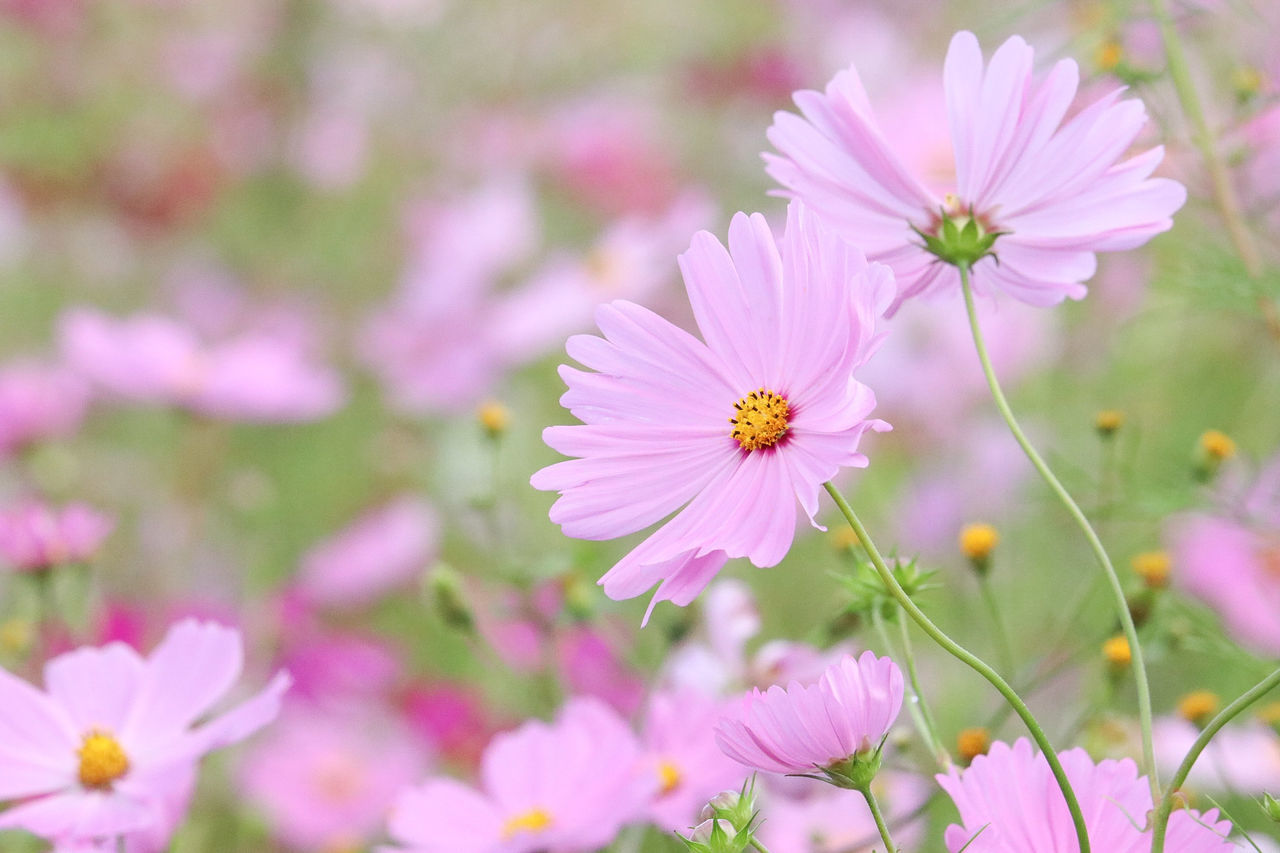 flower, petal, fragility, beauty in nature, nature, flower head, freshness, cosmos flower, growth, blooming, pink color, plant, no people, pollen, outdoors, day, focus on foreground, close-up, osteospermum