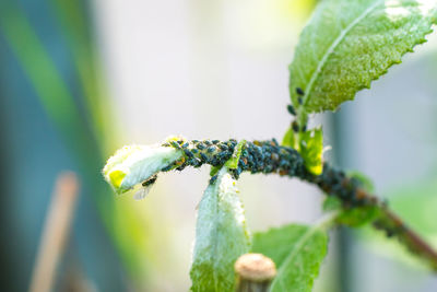 Close-up of plant on twig