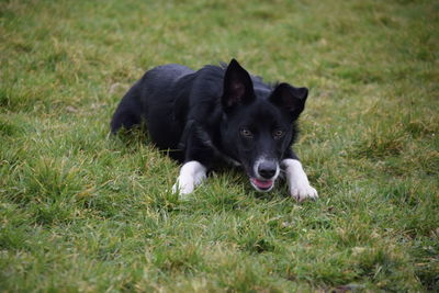 Portrait of black dog on grass