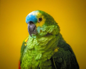 Close-up of a parrot