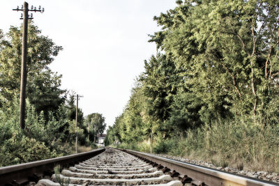 Railroad tracks amidst trees