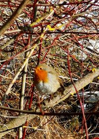 Close-up of bird perching on branch