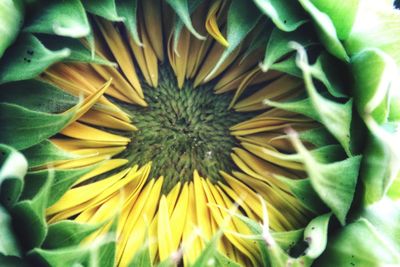 Full frame shot of yellow flowering plant