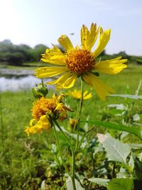 Close-up of yellow flowering plant on field