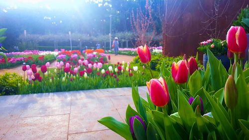 Close-up of pink tulips in garden