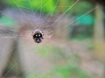 Close-up of spider on web