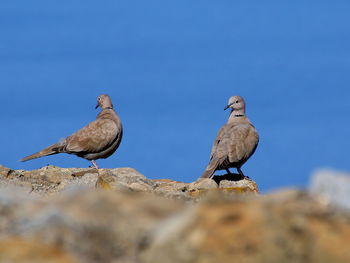 Collared doves perching on rocks against clear sky