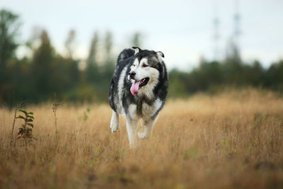 Dog running on field