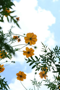 Low angle view of flowering plant against sky