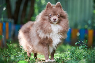 Pomeranian spitz dog in garden. cute brown pomeranian puppy spitz pom dog, green grass background