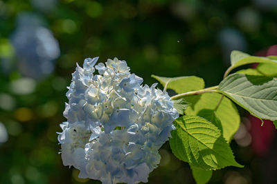 Close-up of white flowering plant