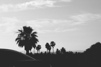 Silhouette palm trees against sky