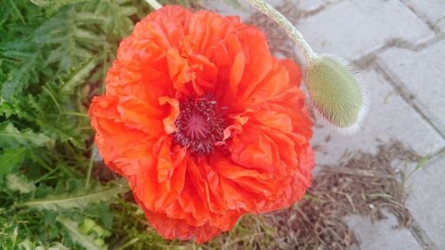 Close-up of red poppy flower