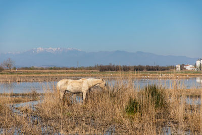 Sheep in a lake against the sky