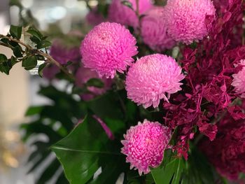 Close-up of pink flowering plant